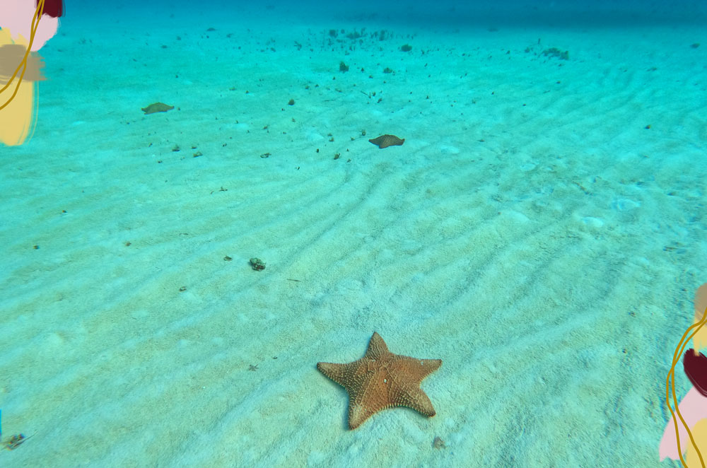 Estrella en El Cielo de Cozumel