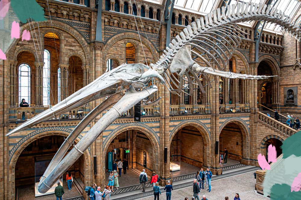 esqueleto en museo de historia natural de londres
