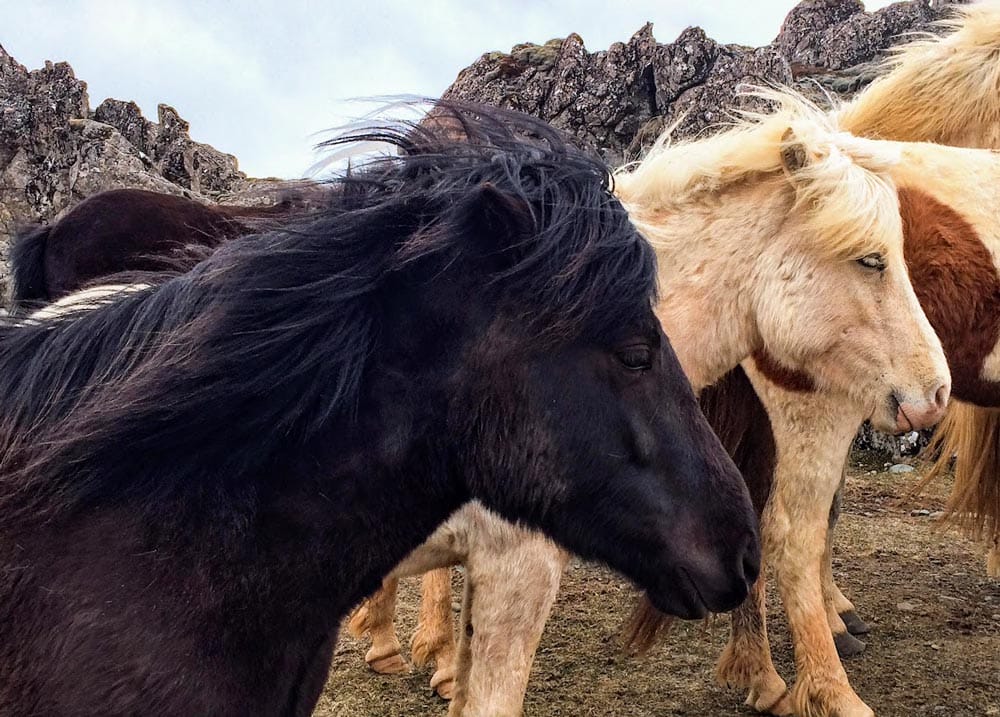 caballos-islandia