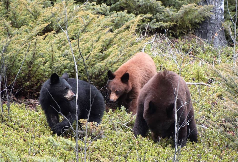 osos en el parque nacional de jasper