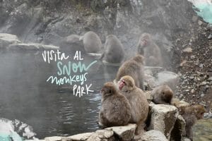 snow monkey park japón