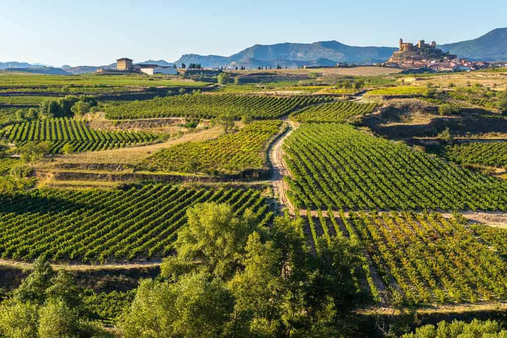 Viñedos en La Rioja