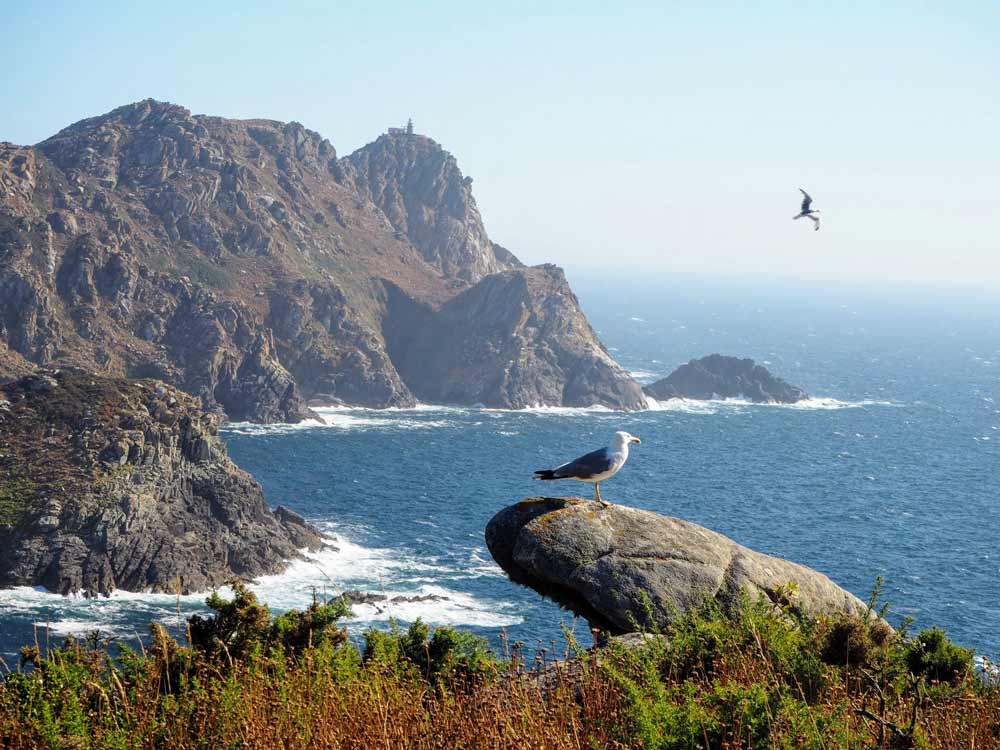 gaviotas en las Islas Cíes