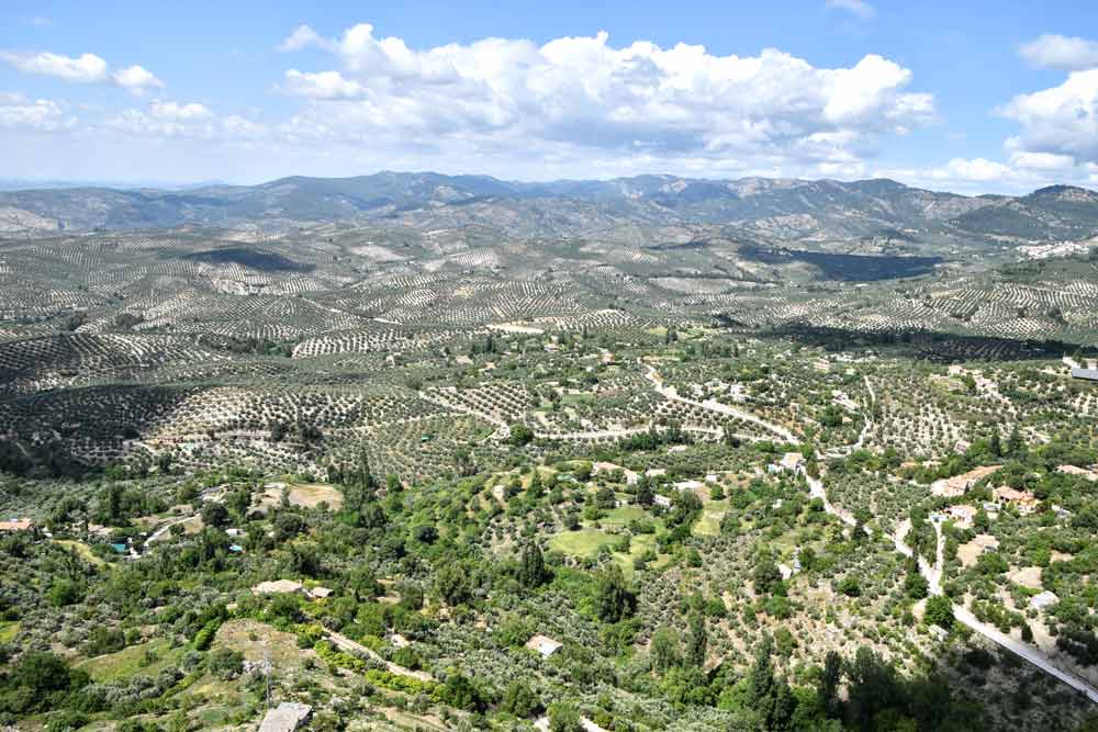 campo de olivos en Jaén