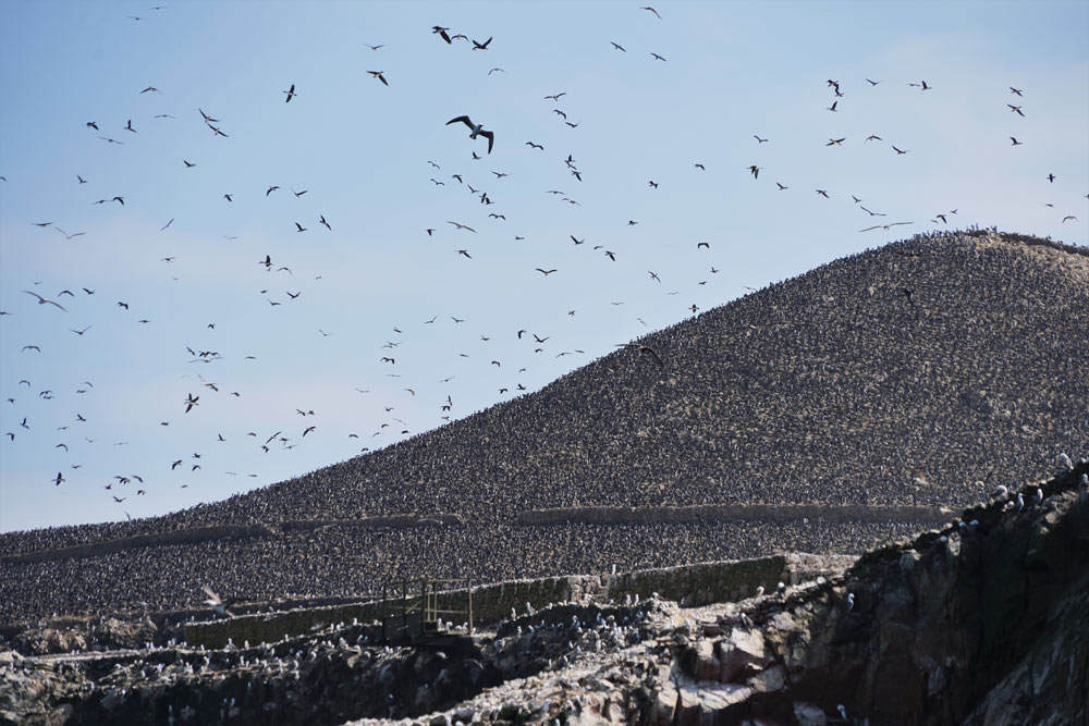 guano Perú