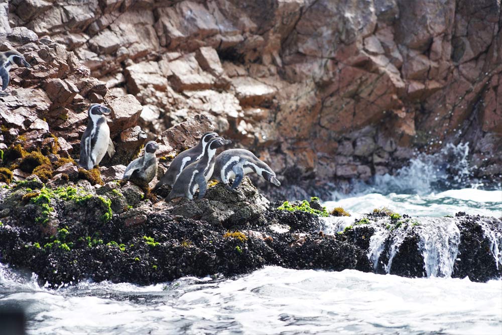 pingüinos de Humboldt Islas Ballestas