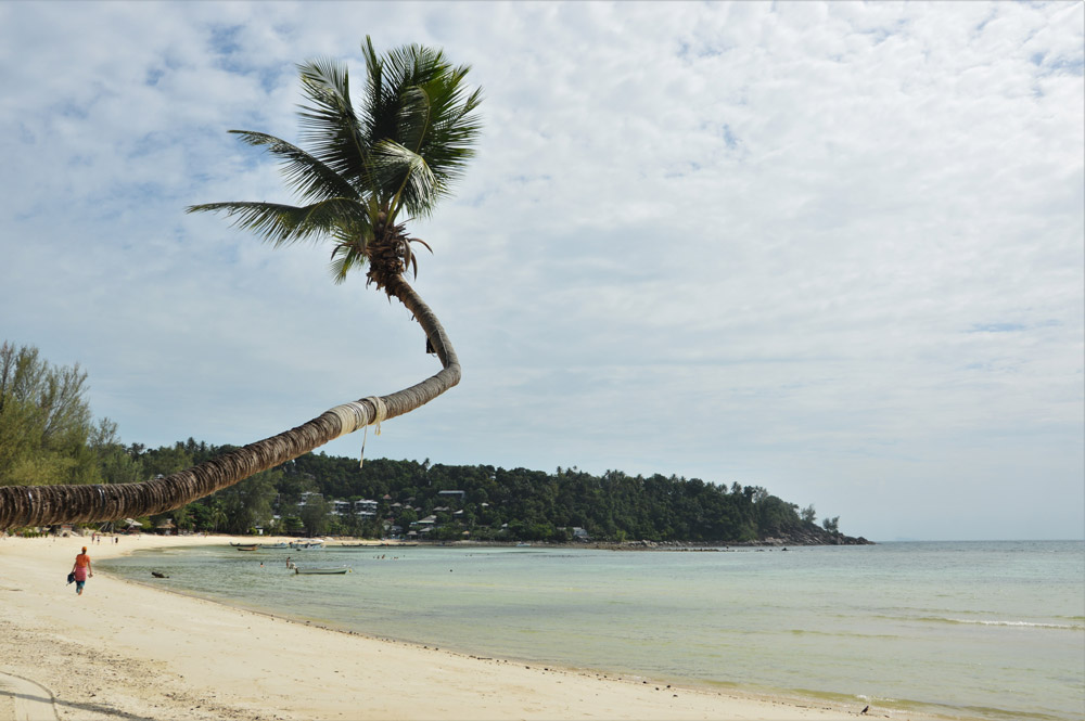 palmera famosa Koh Phangan