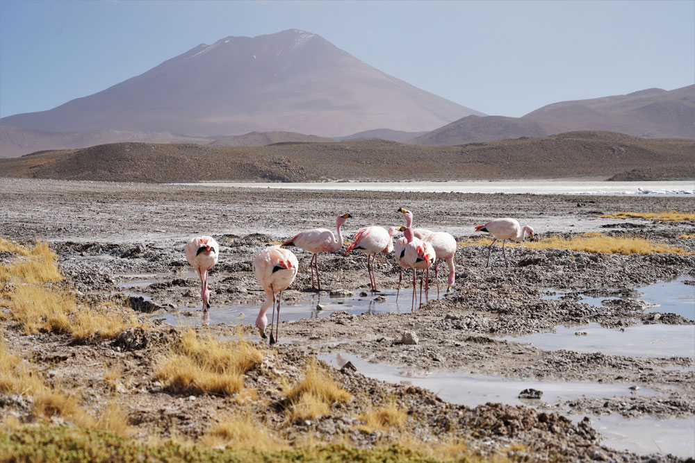 flamencos en el Salar de Uyuni