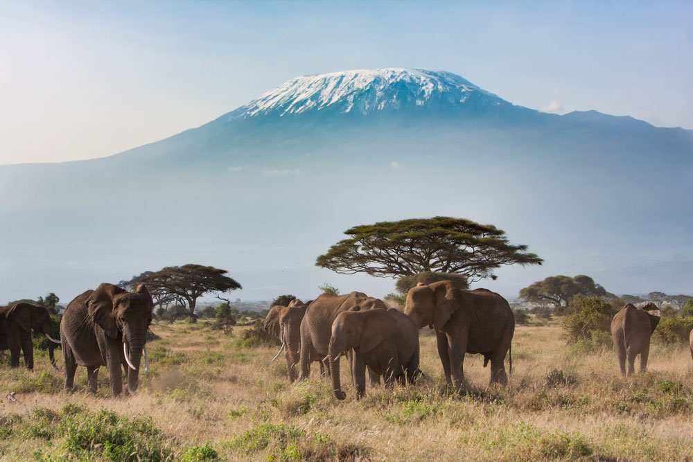 elefantes en Tanzania