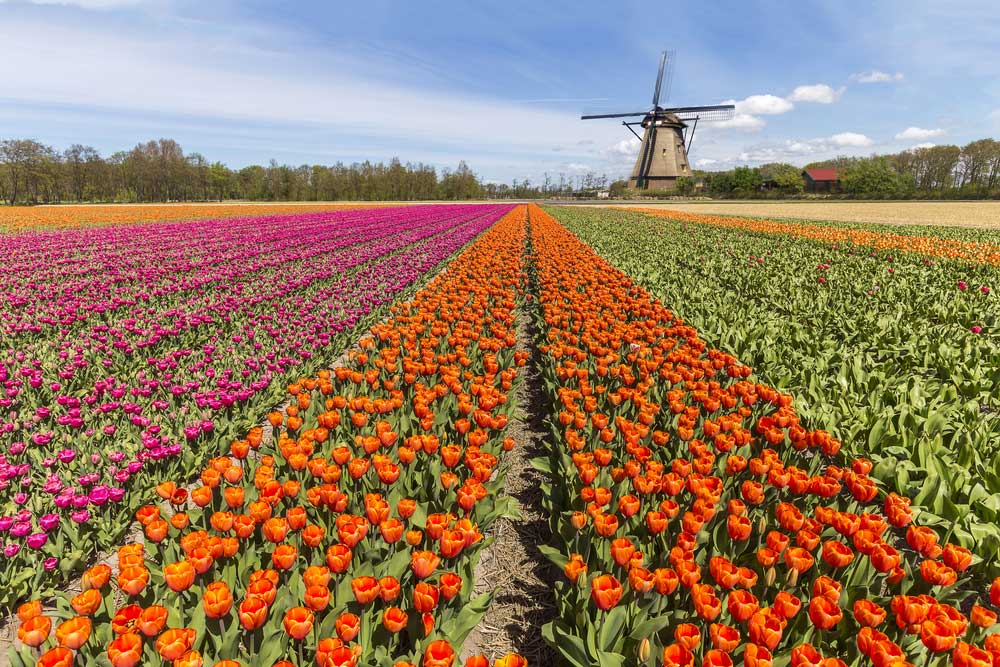 destinos donde viajar en abril campos de Keukenhof Ámsterdam