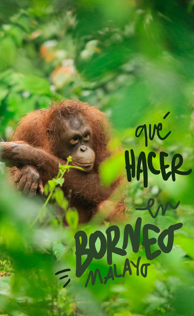 que hacer en Borneo Malayo