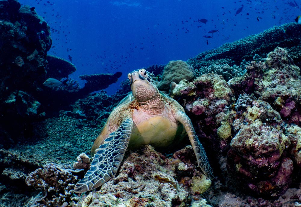 que hacer Borneo Malasia buceo en Sipadan