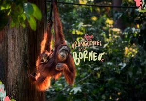 orangutanes en borneo