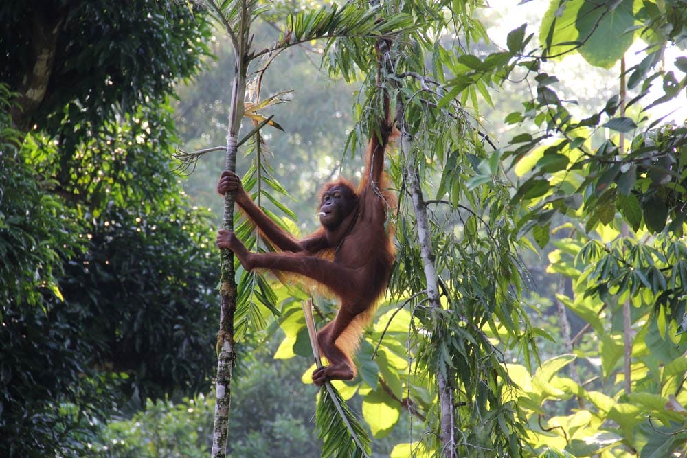 orangután en Borneo