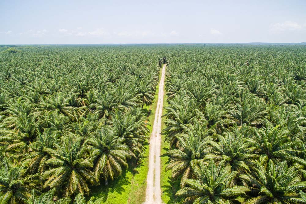 plantaciones palma Borneo