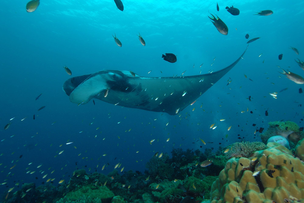 submarinismo Buceo en Tailandia