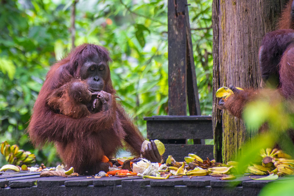 donde ver orangutanes en Borneo Sepilok