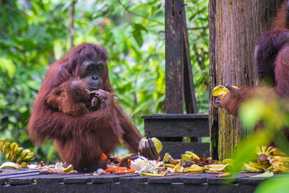 donde ver orangutanes en Borneo Sepilok