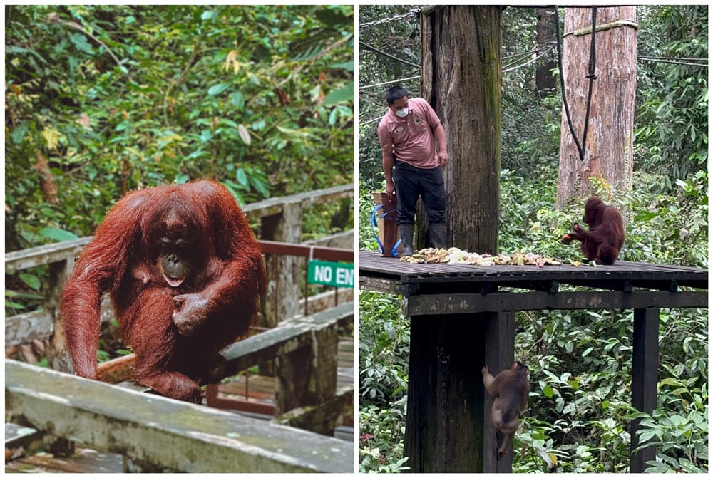 centro recuperación orangutanes Borneo
