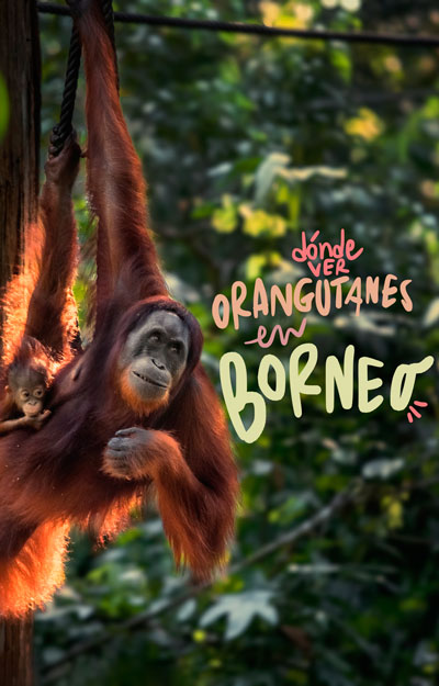 donde ver orangutanes en borneo