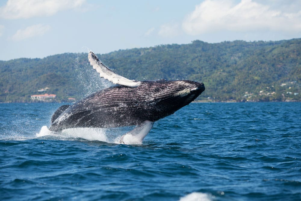avistamiento ballenas jorobadas República Dominicana