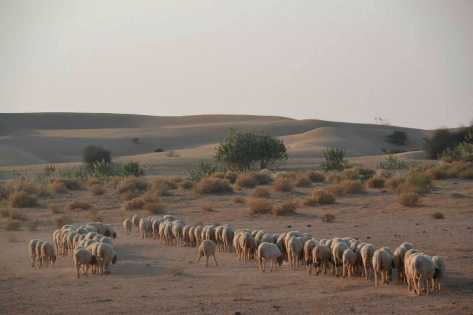 desierto del thar, rajastan