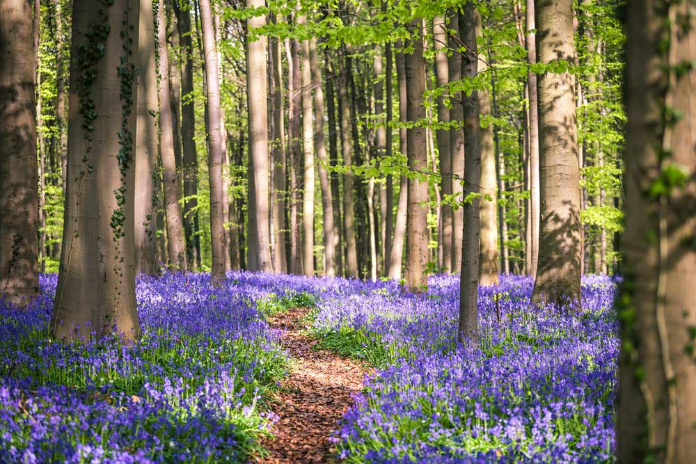 excursiones desde Bruselas Bosque de Hallerbos