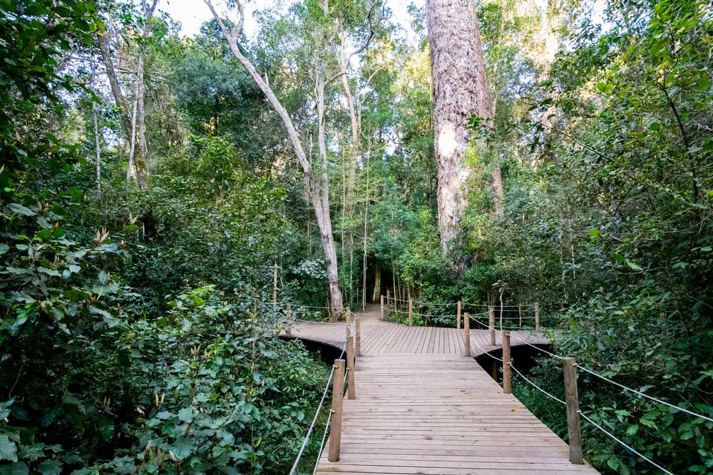 sendero al Big Tree en el Tsitsikamma National Park