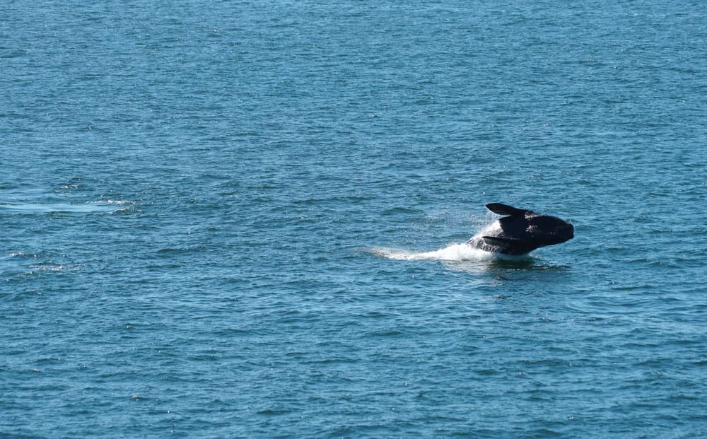 ballena franca austral saltando en hermanus