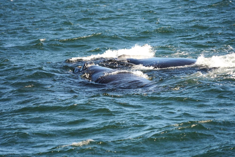 ballenas australes en Sudáfrica