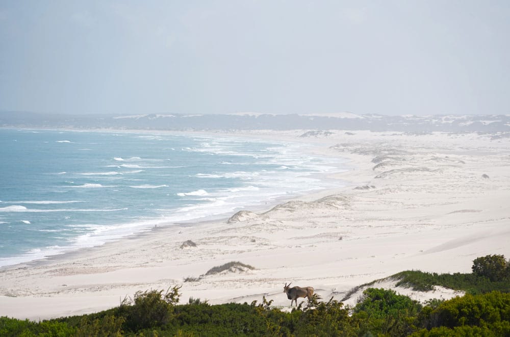 playa en De Hoop Sudáfrica