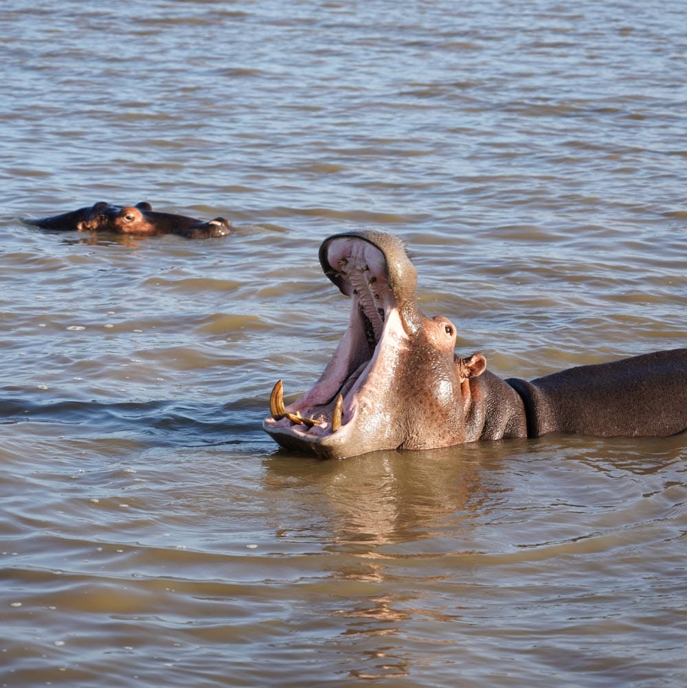 Hipopótamo abriendo la boca en Sudáfrica