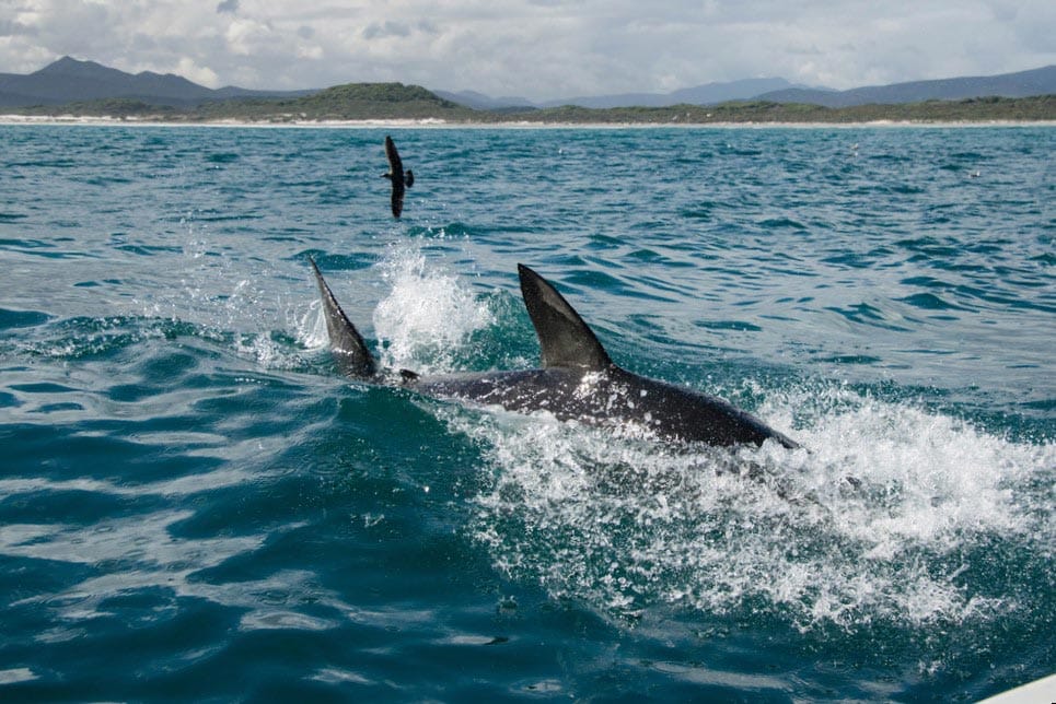 tiburón en Gansbaai en Sudáfrica