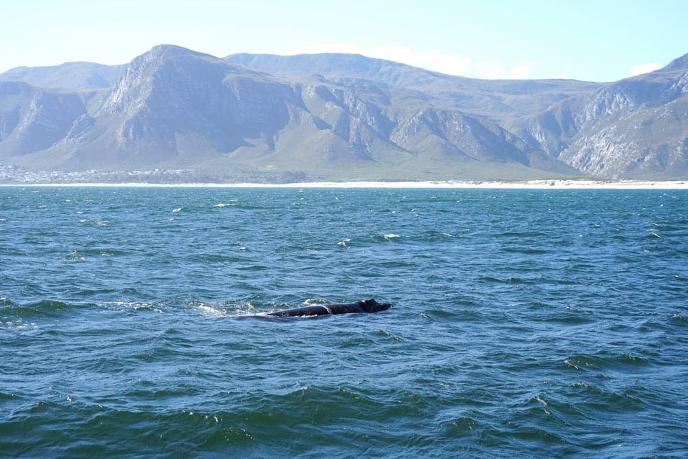Walker Bay en tour de ballenas en Hermanus Sudáfrica