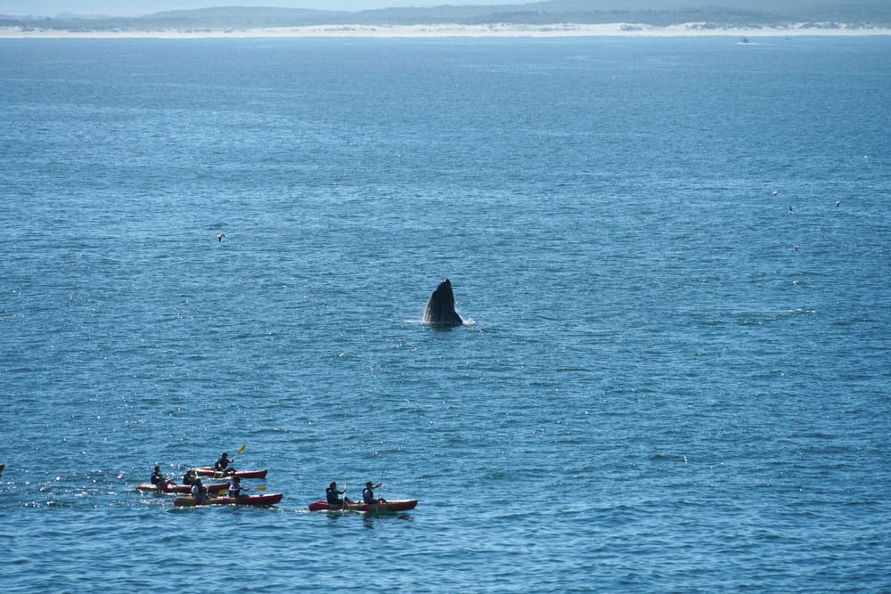 ballena saltando cerca de un grupo de kayak