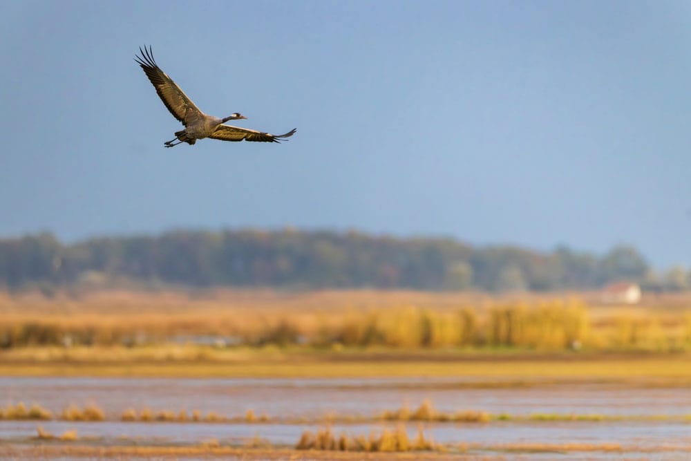 pato volando en Parque Nacional Hortobágy, una de las mejores cosas que ver y hacer en hungría