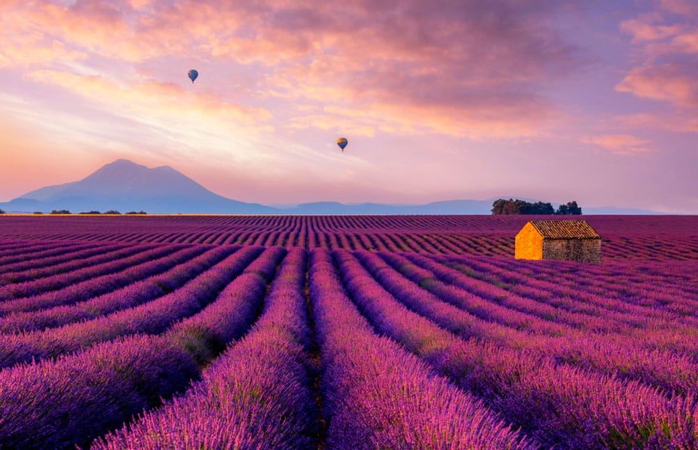 campos de lavanda en la provenza