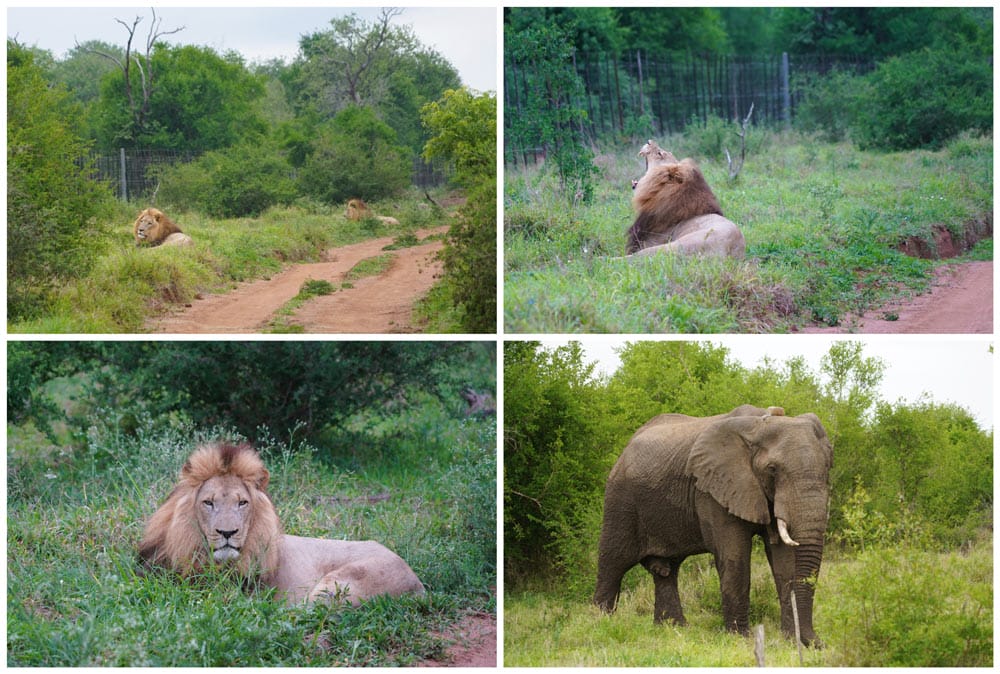 animales en un safari en la reserva Hlane en Esuatini