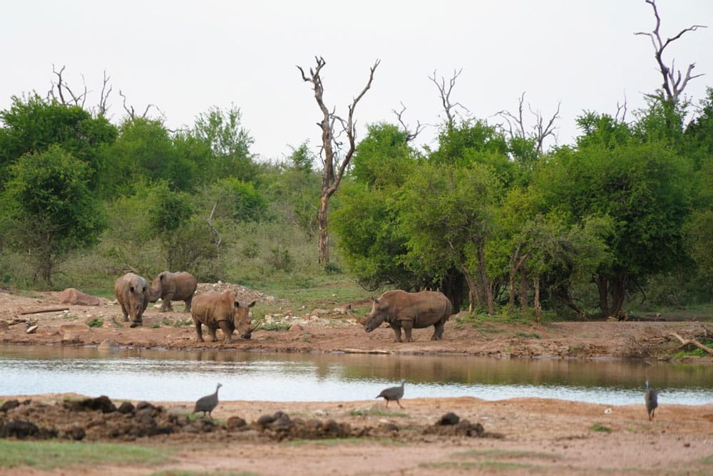 poza con rinocerontes frente al Campamento Ndlovu en Hlane Royal National park