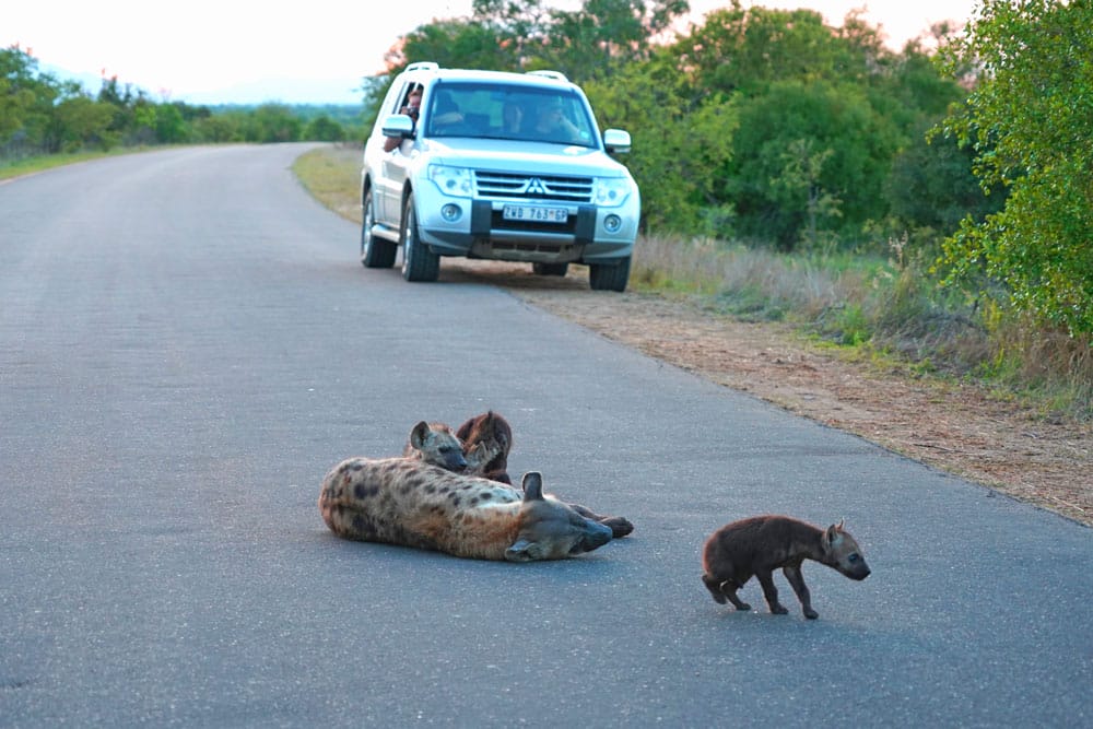 hienas tumbadas en una carretera del kruger