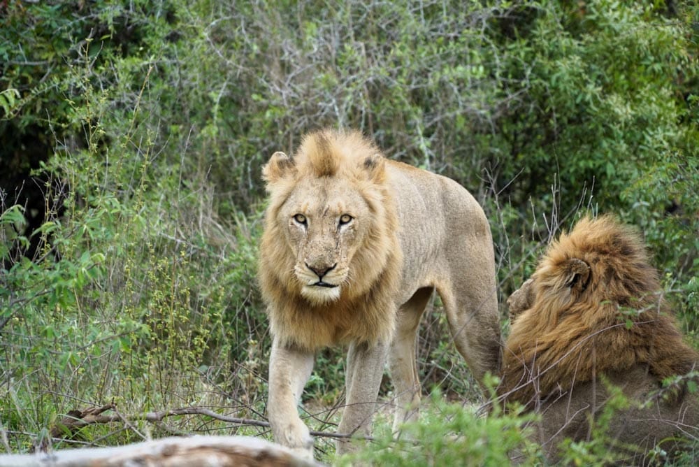 leones en el Sudáfrica