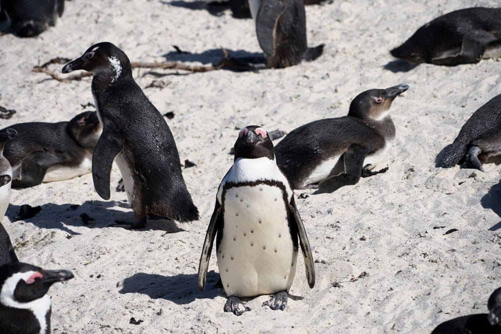 pingüinos de El Cabo en Sudáfrica