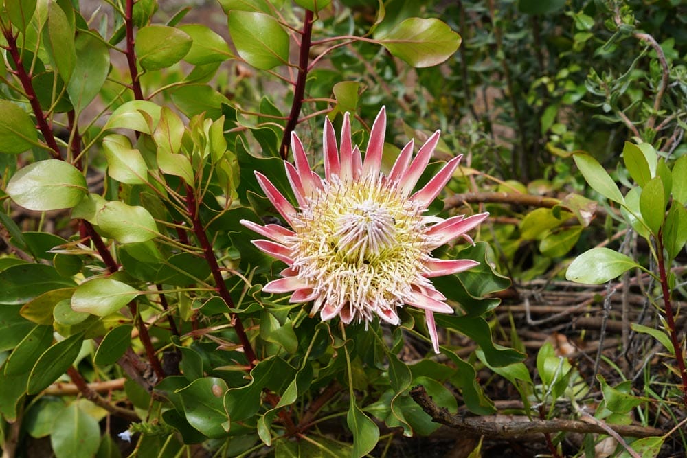 curiosidades de Sudáfrica flor nacional Protea