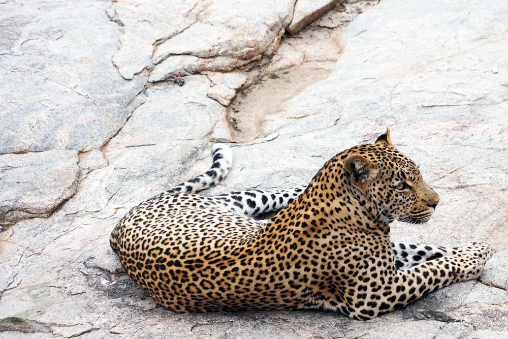 leopardo en el Kruger en Sudáfrica