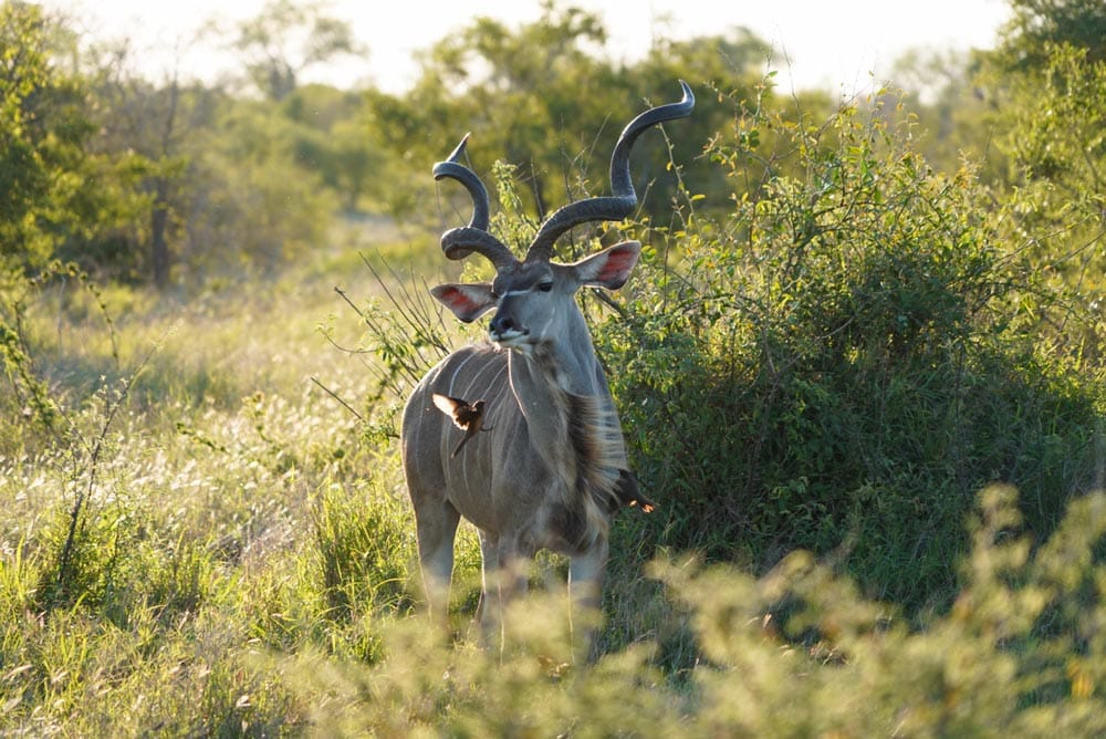 kudu en el kruger