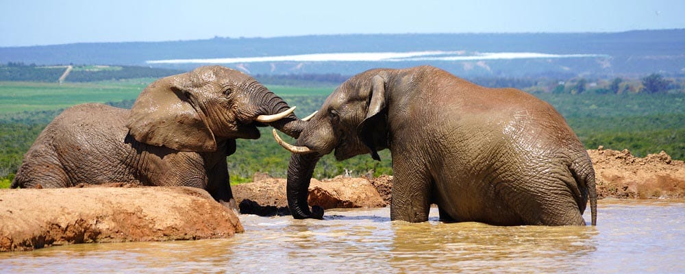 elefantes en el Addo National Park en una ruta de viaje a Sudáfrica 