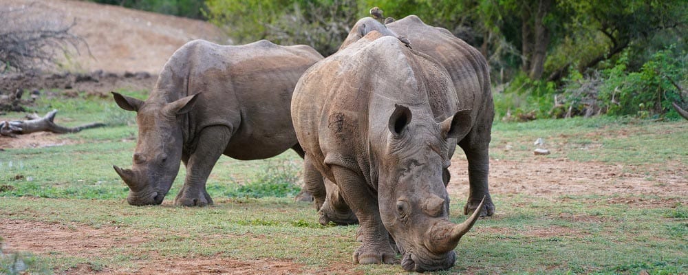 itinerario de viaje a Sudáfrica rinocerontes en Esuatini