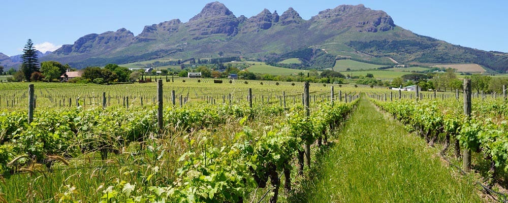 viñedos en las Winelands en un itinerario de viaje a Sudáfrica 