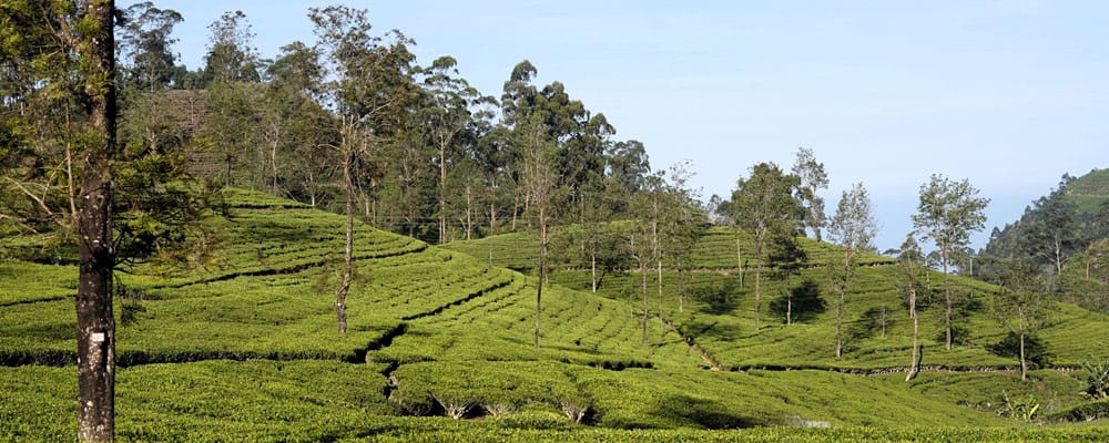 itinerario de viaje por Sri Lanka plantaciones de té en Ella