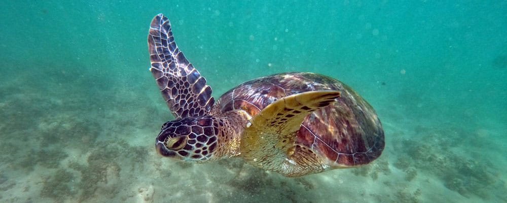 tortuga en Si Lanka